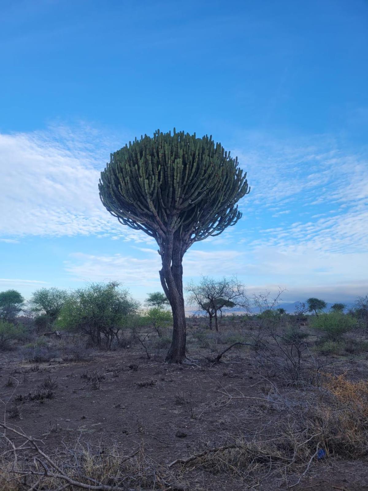 Maasai Eco Boma & Lodge - Experience Maasai Culture Makuyuni المظهر الخارجي الصورة